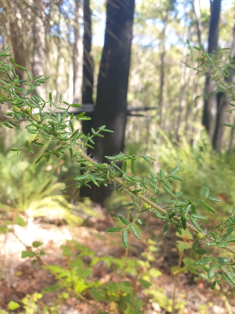 Acacia lateriticola photo 6
