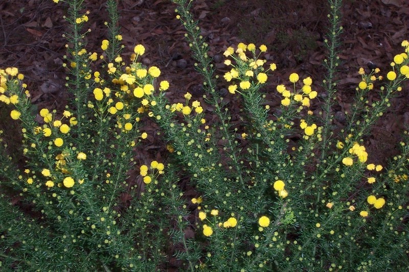 Acacia lateriticola photo 7