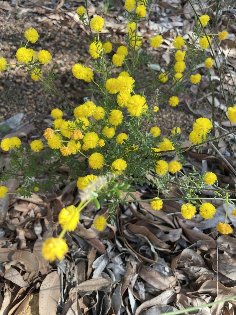 Acacia lateriticola photo 8
