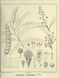 Acacia latescens