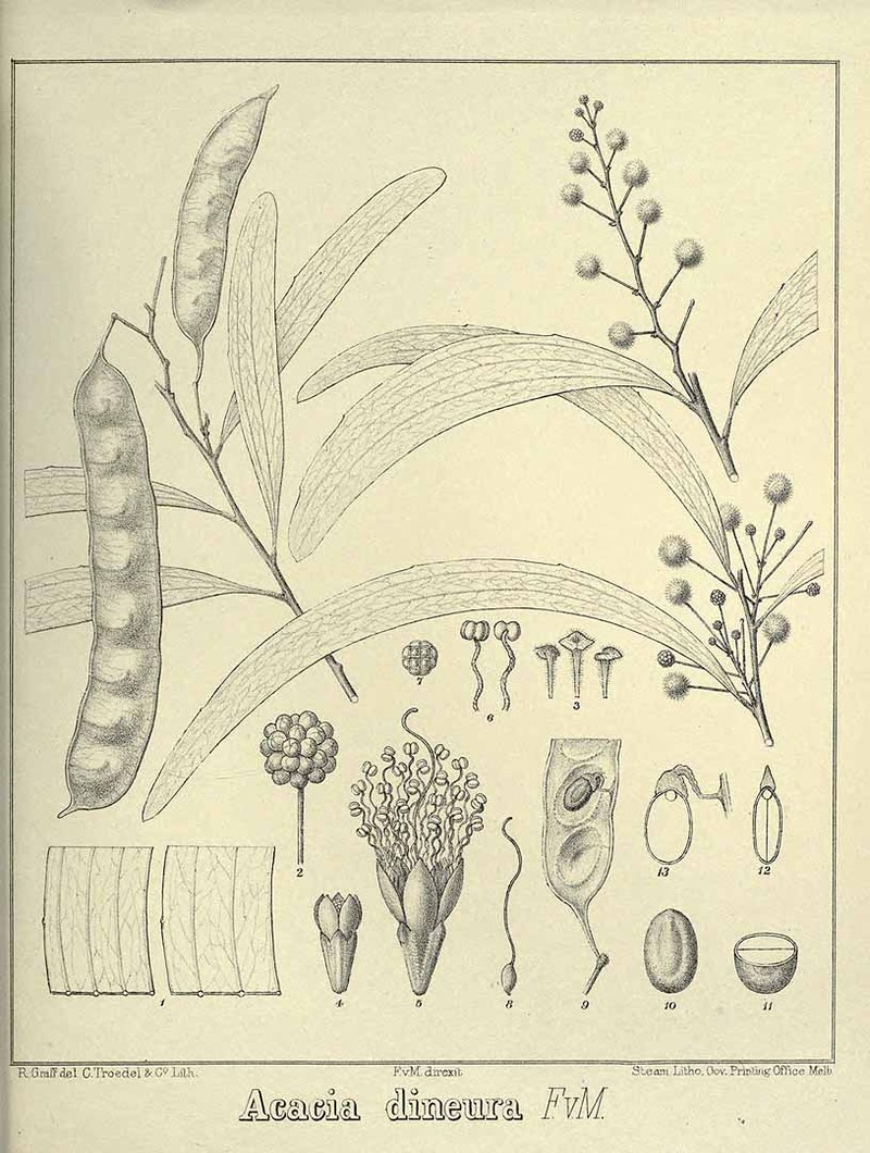 Acacia latescens
