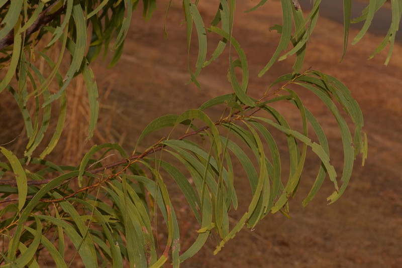 Acacia latescens photo 2
