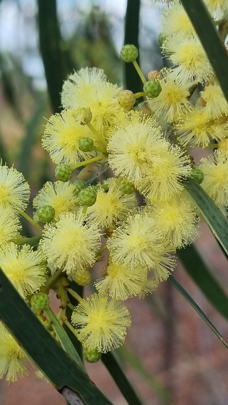Acacia latescens photo 3
