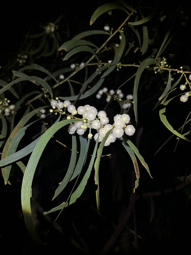 Acacia latescens photo 4