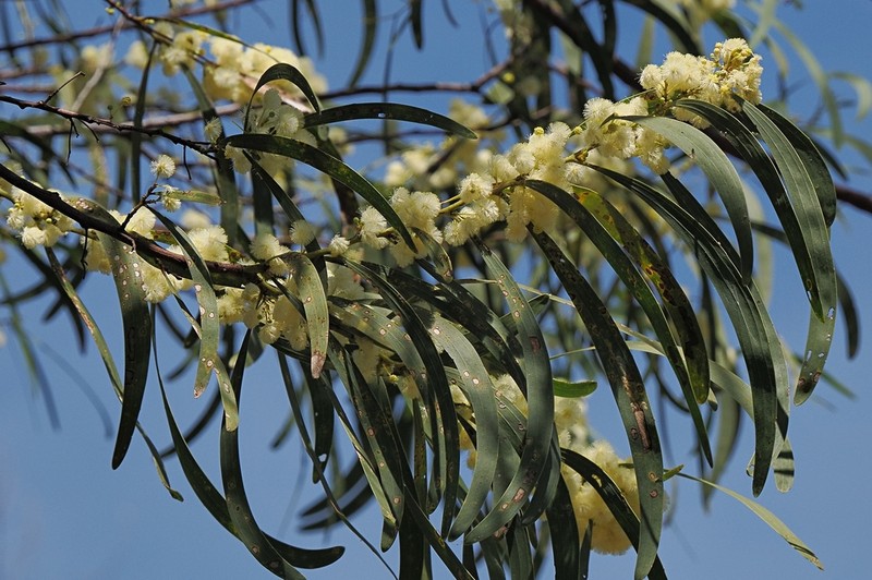Acacia latescens photo 5
