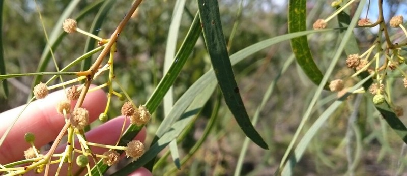 Acacia latescens photo 6