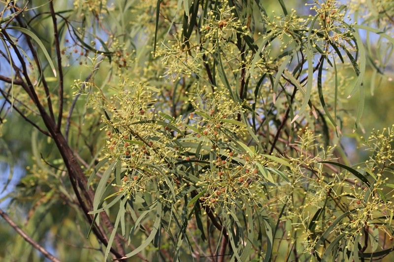 Acacia latescens photo 7