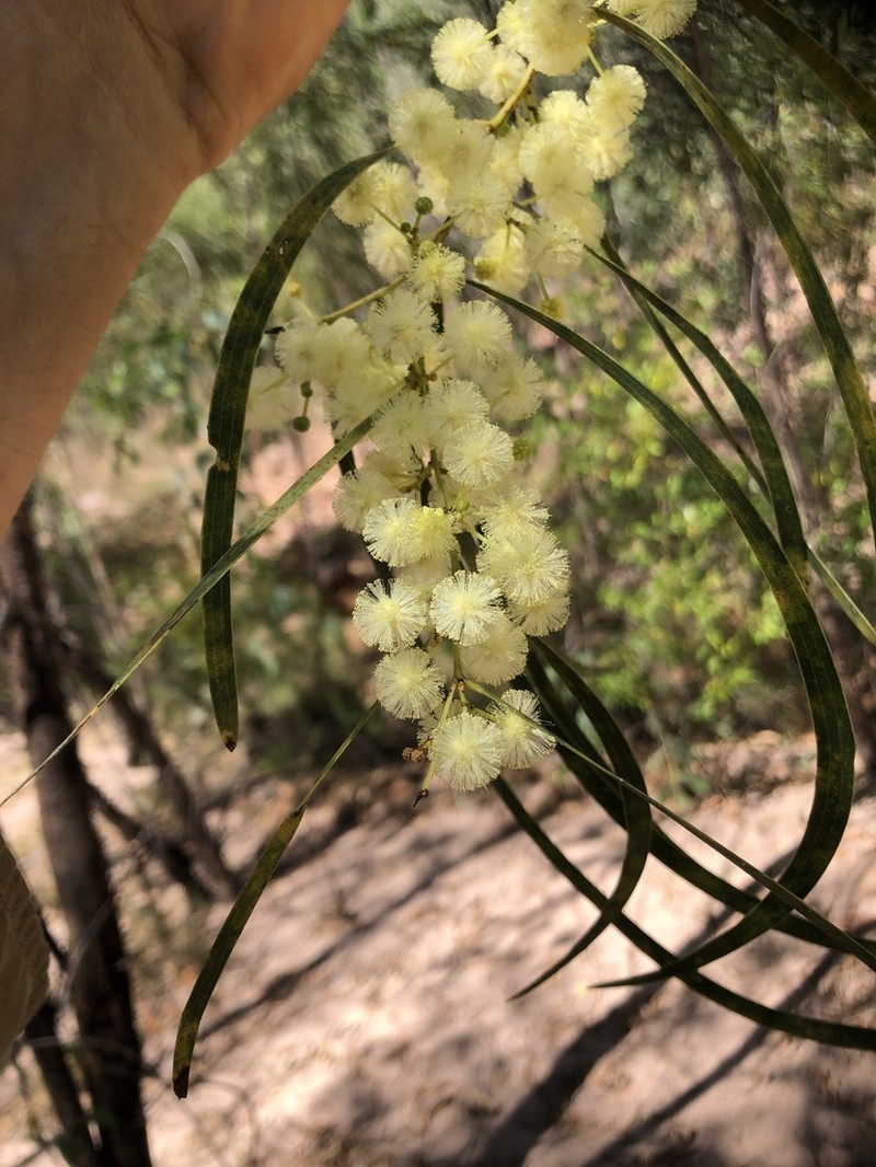 Acacia latescens photo 8