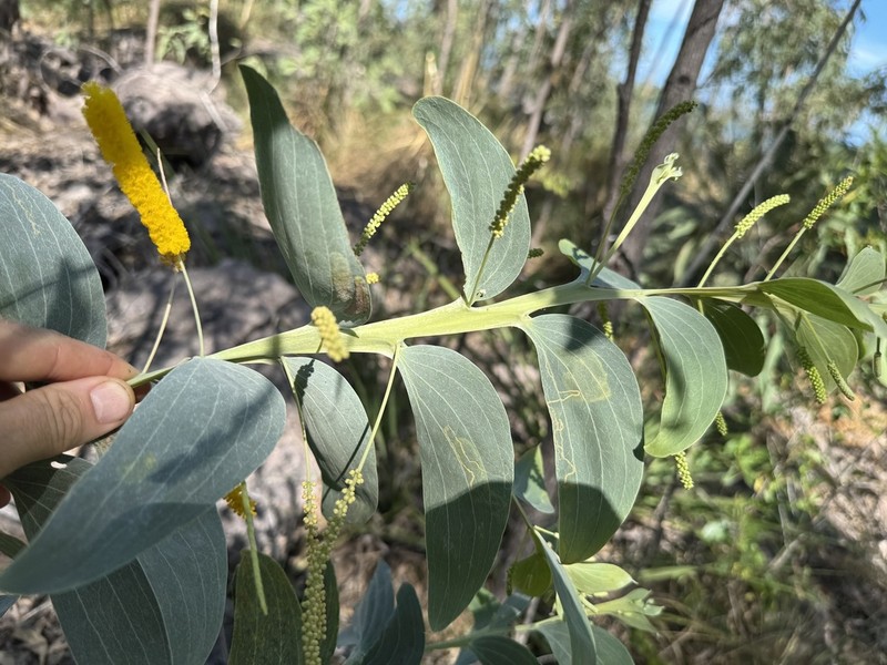 Acacia latifolia photo 3