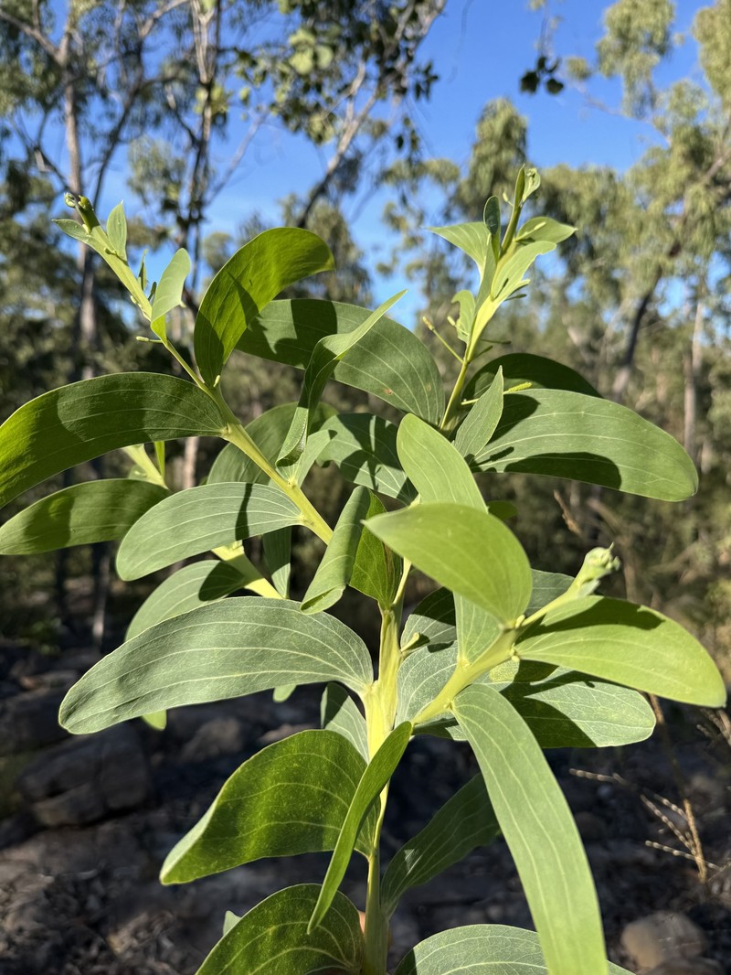 Acacia latifolia photo 5