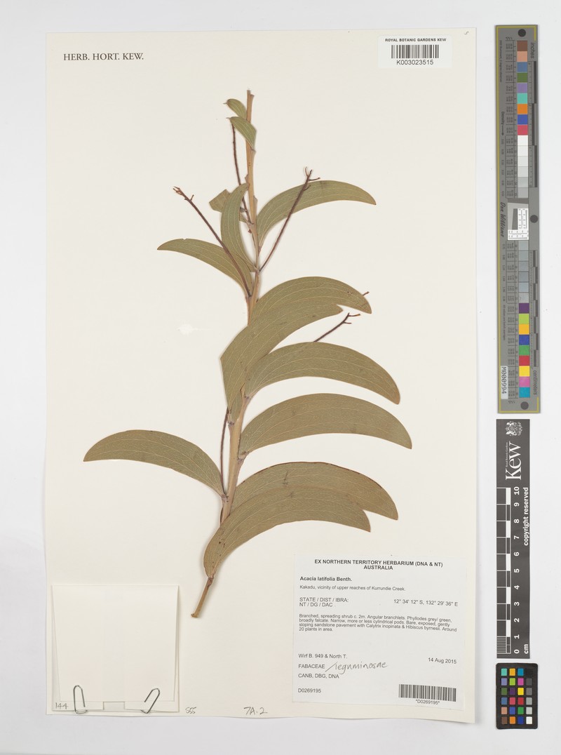 Acacia latifolia photo 6