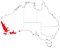 Acacia latipes
