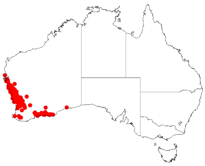 Acacia latipes