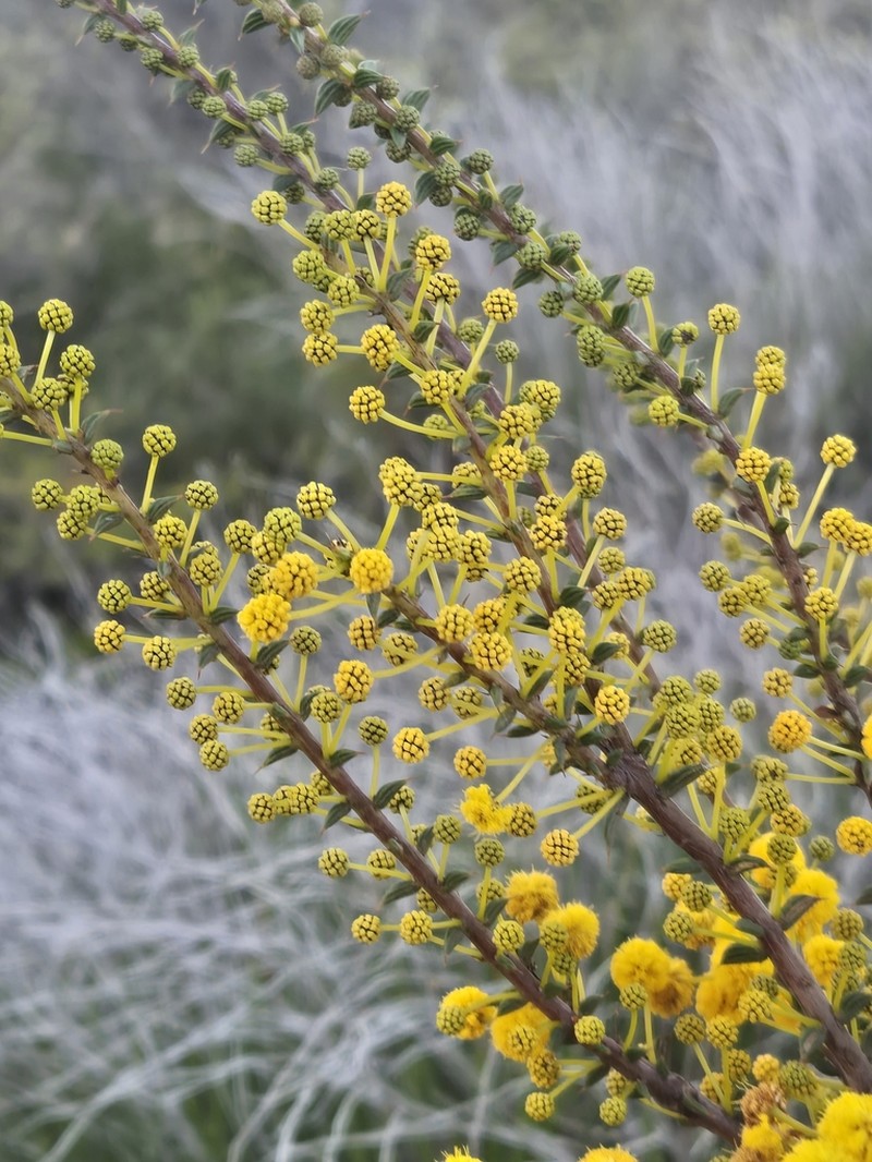 Acacia latipes photo 2