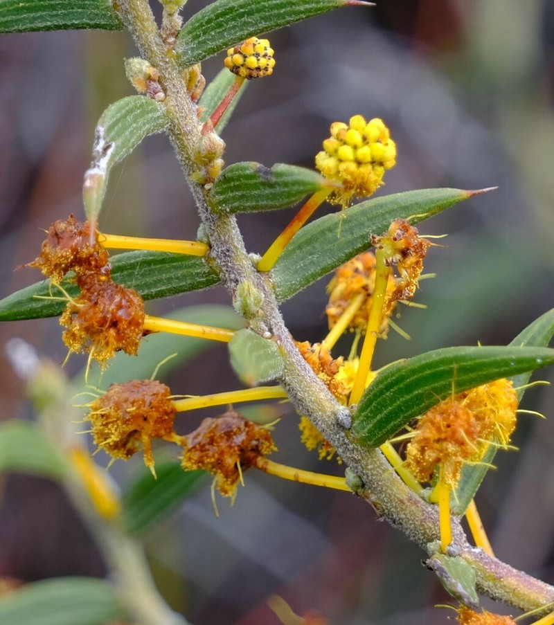 Acacia latipes photo 4