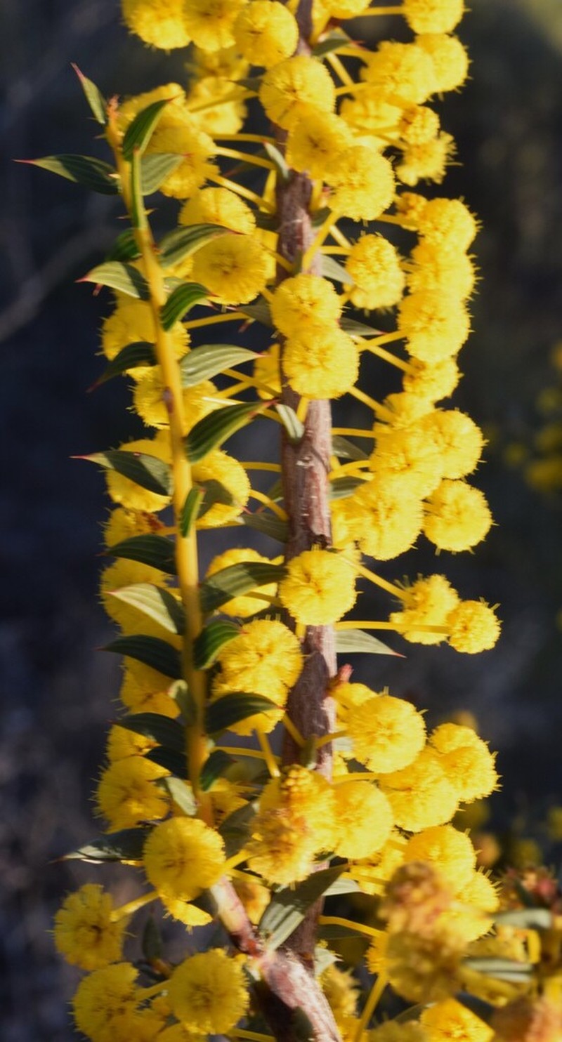 Acacia latipes photo 5