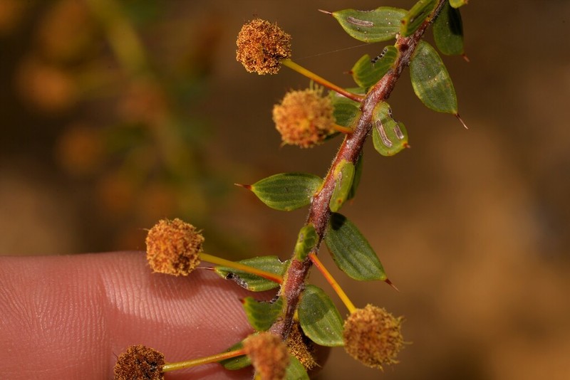 Acacia latipes photo 6