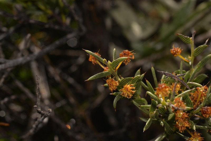 Acacia latipes photo 8