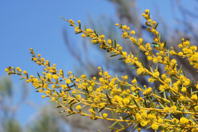 Acacia latipes subsp. latipes photo 4
