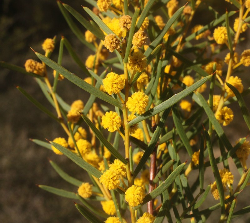 Acacia latipes subsp. latipes