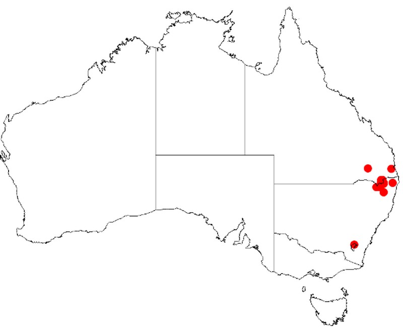 Acacia latisepala