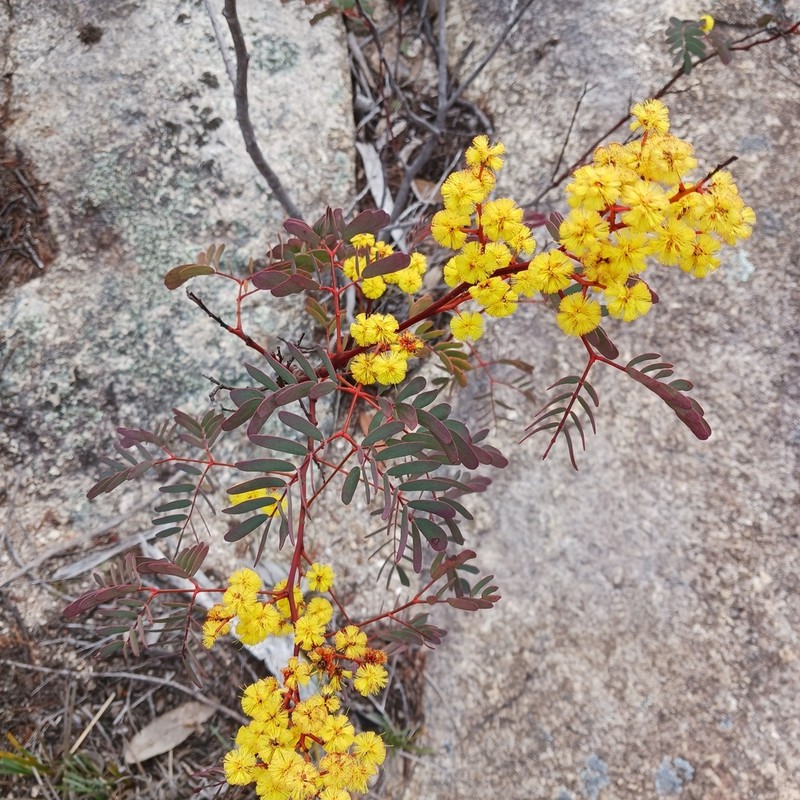 Acacia latisepala photo 2