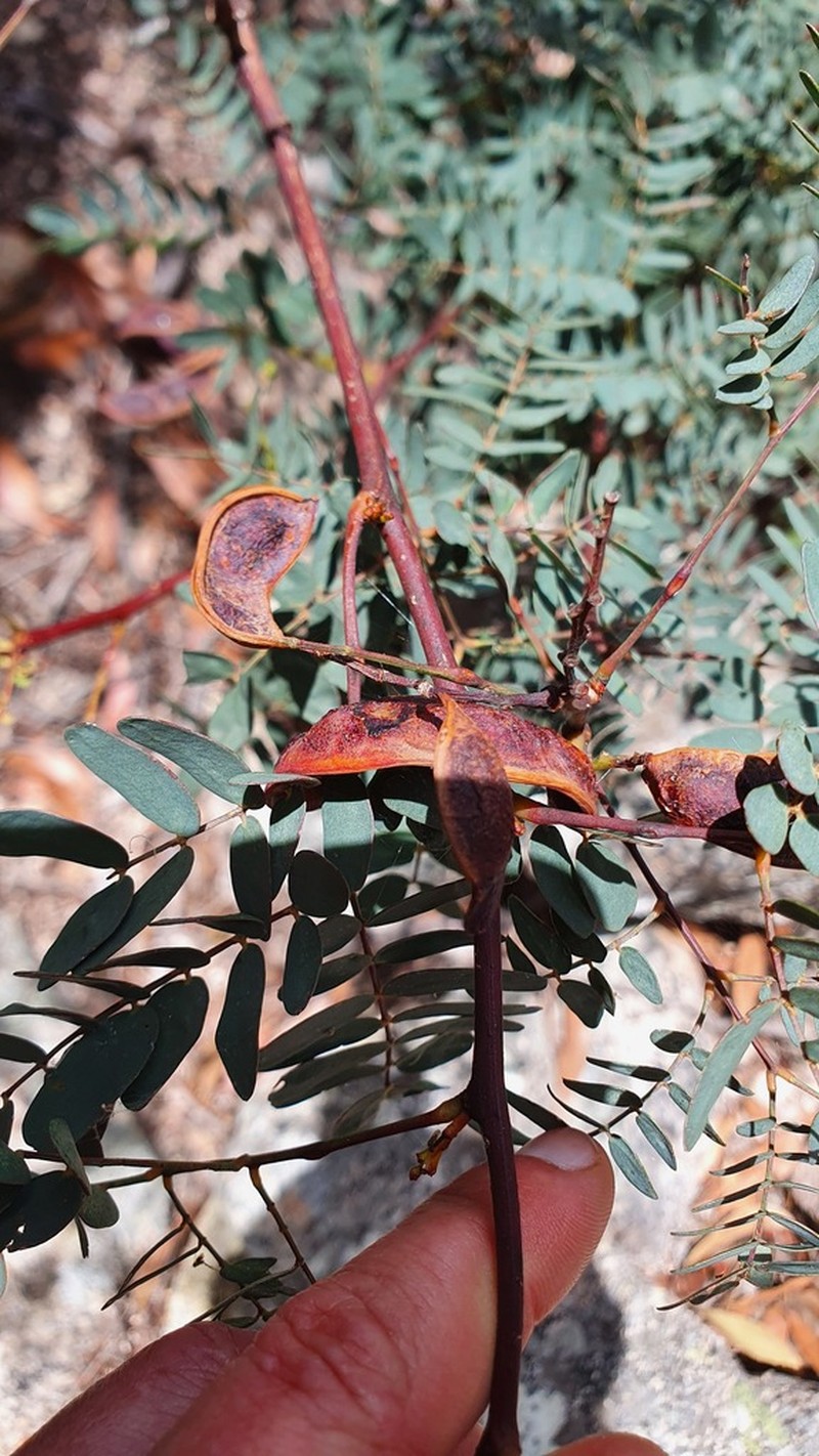 Acacia latisepala photo 4