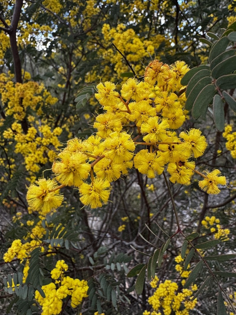 Acacia latisepala photo 5