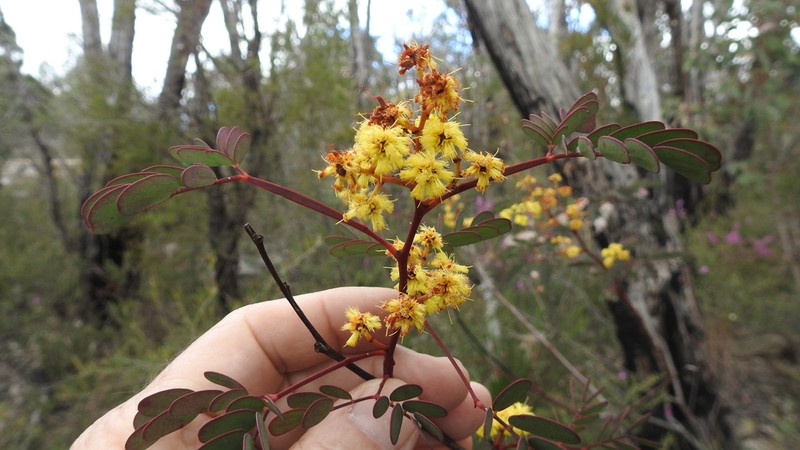 Acacia latisepala photo 6
