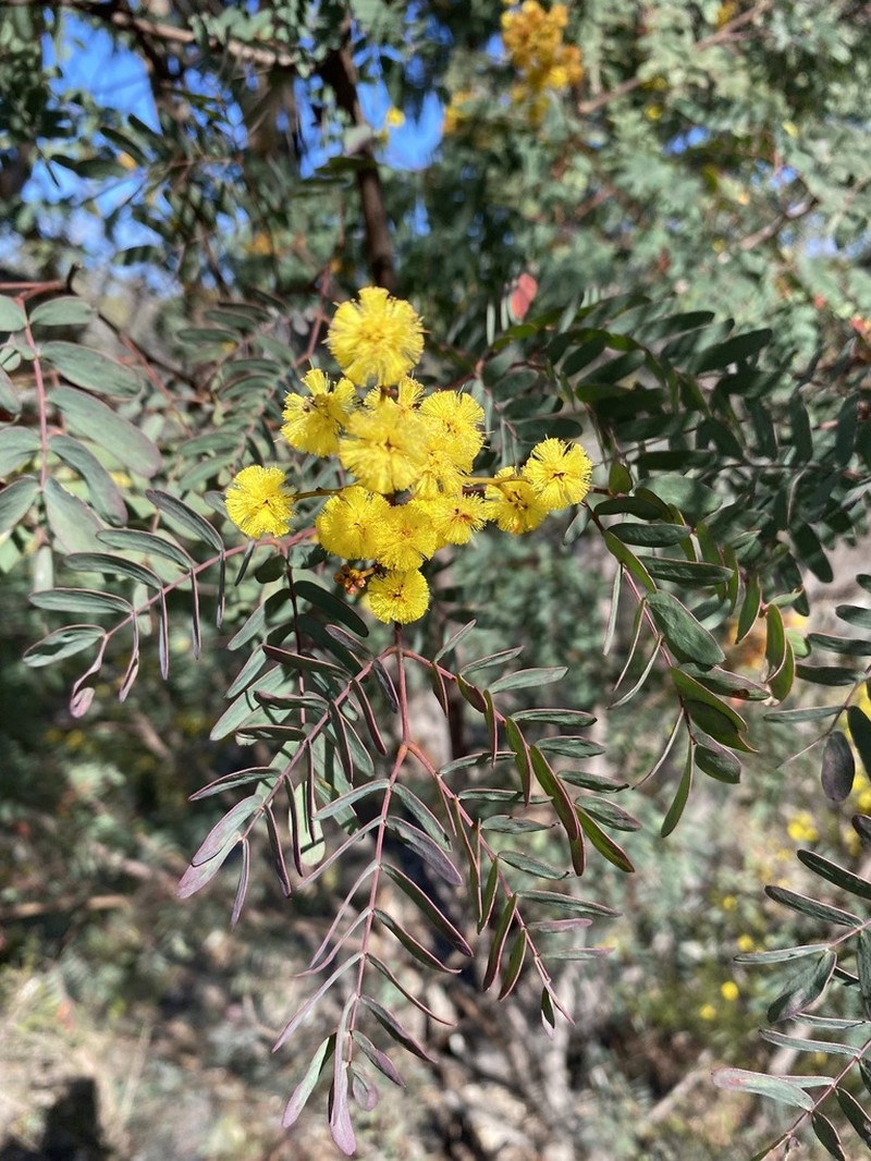 Acacia latisepala photo 8