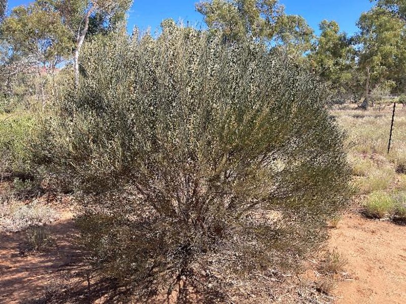 Acacia latzii photo 3