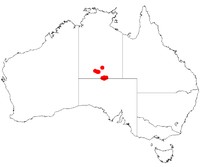 Acacia latzii