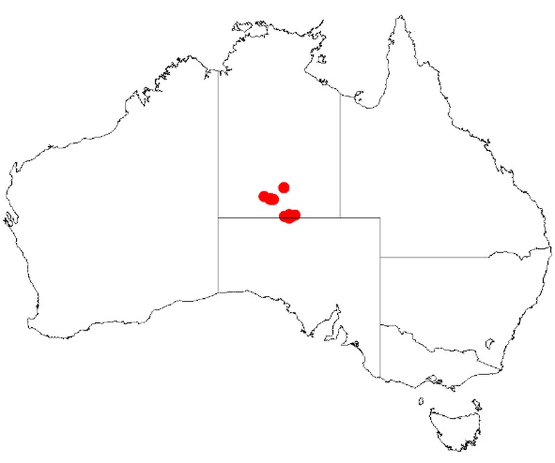 Acacia latzii