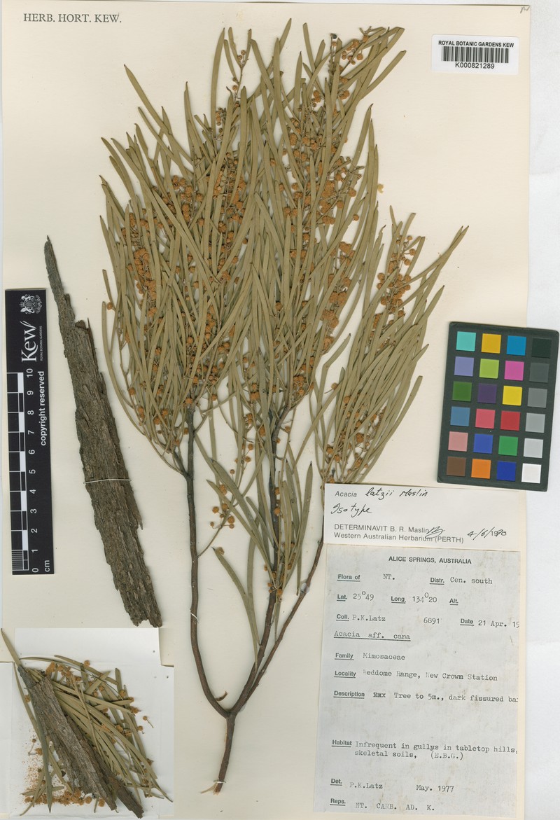 Acacia latzii photo 2
