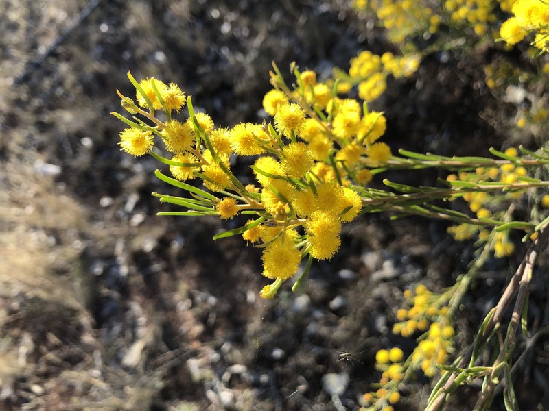 Acacia lauta photo 3