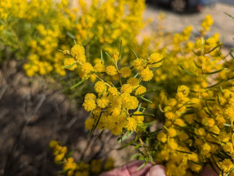 Acacia lauta photo 4