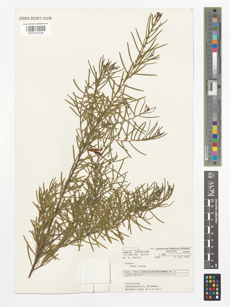 Acacia lauta photo 5
