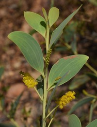 Acacia lazaridis