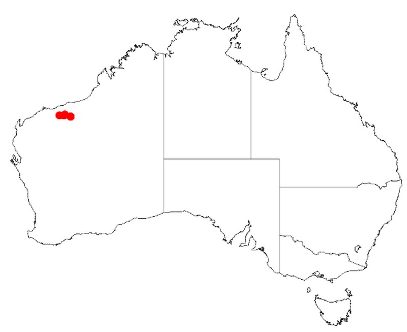 Acacia leeuweniana