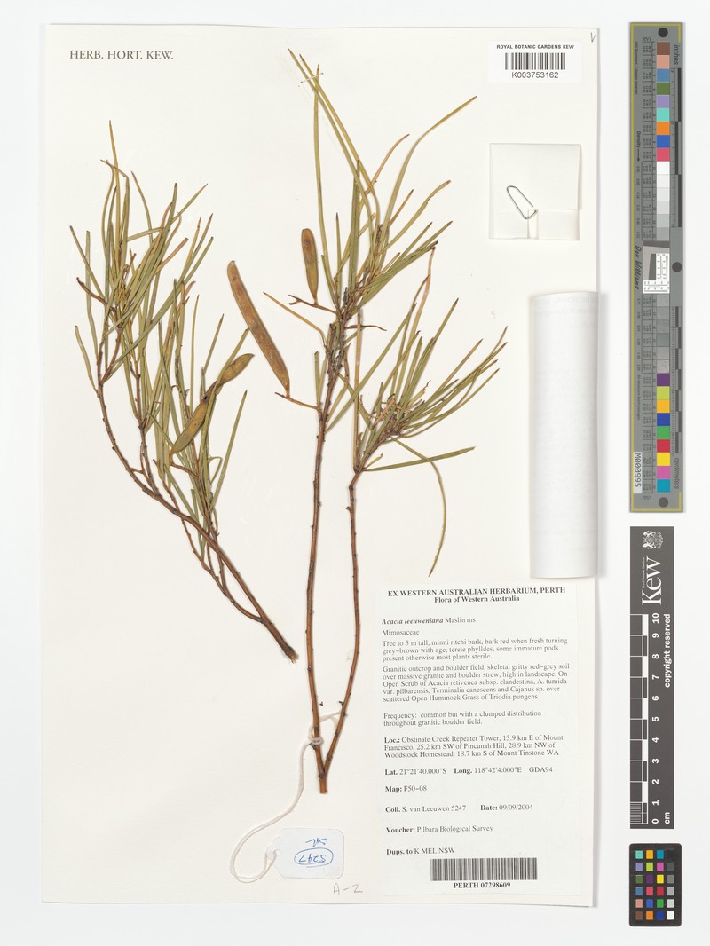 Acacia leeuweniana photo 2