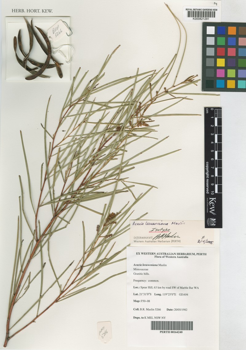 Acacia leeuweniana photo 3