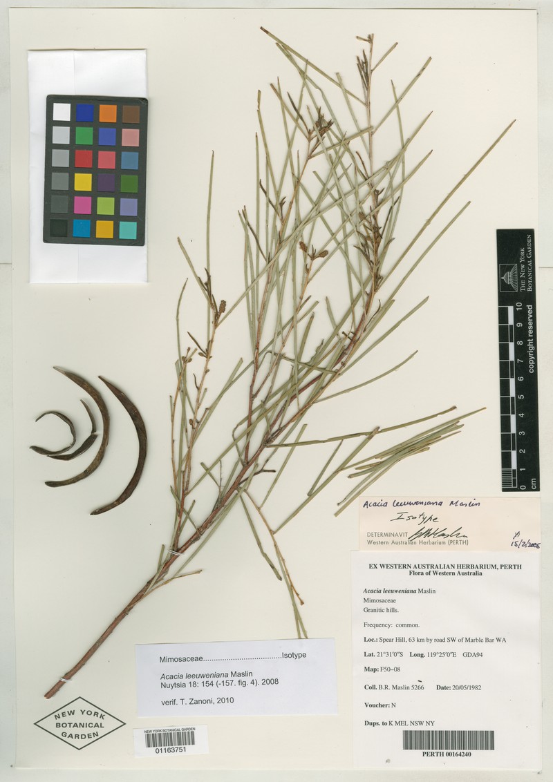 Acacia leeuweniana photo 4