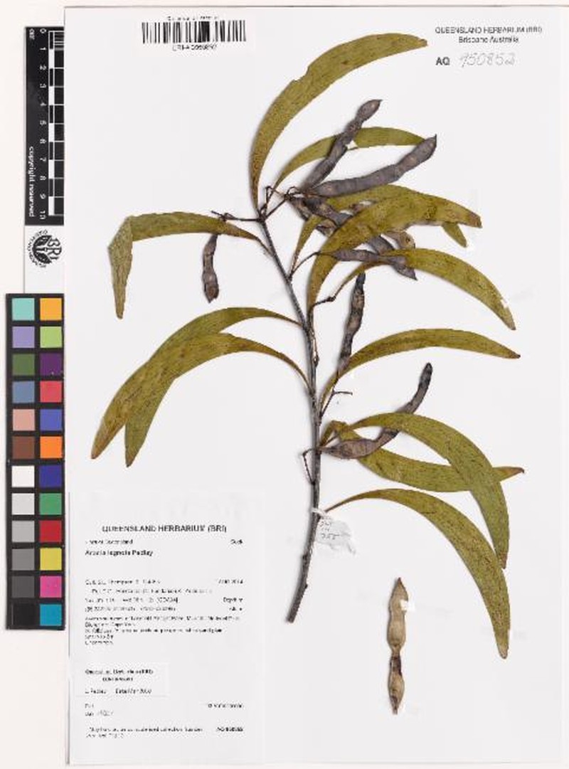 Acacia legnota photo 3