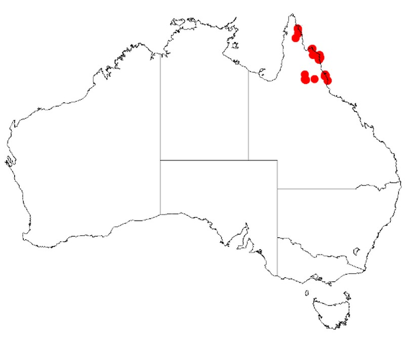 Acacia legnota
