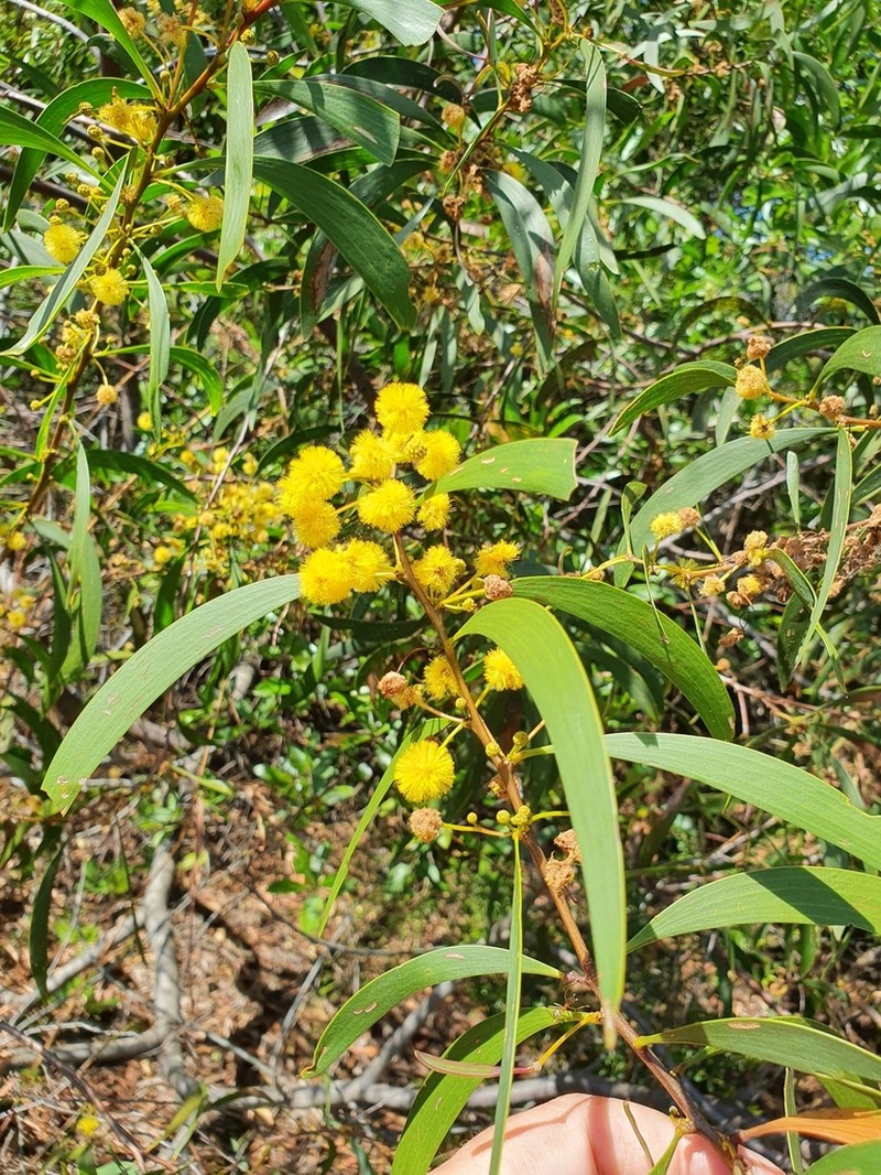 Acacia legnota photo 2