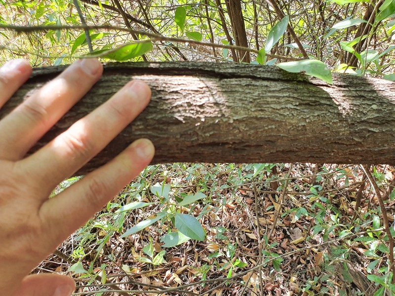 Acacia legnota photo 3