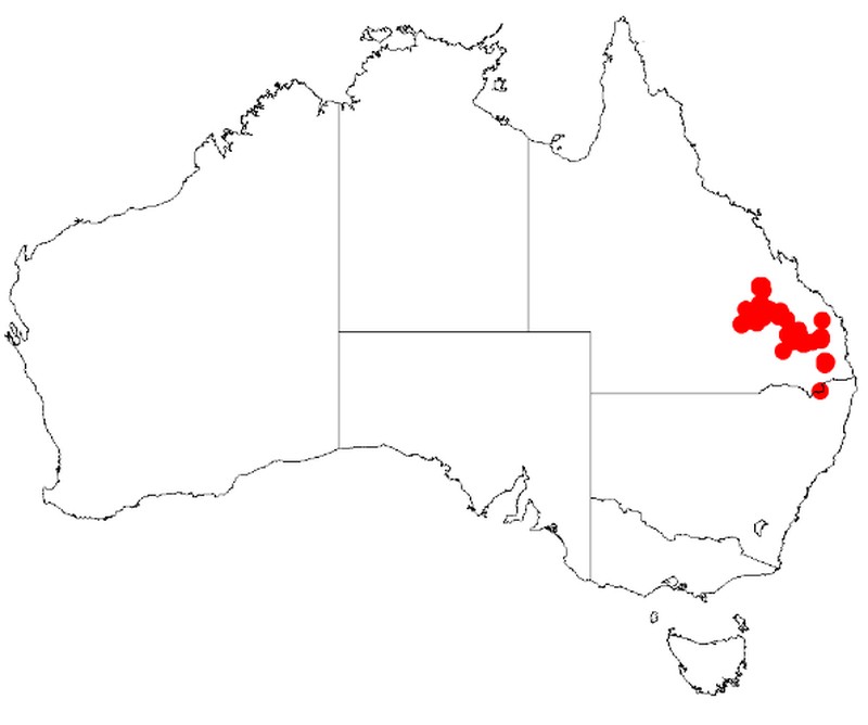 Acacia leichhardtii