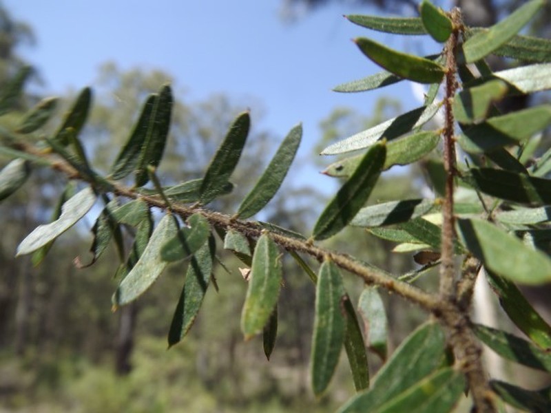 Acacia leichhardtii photo 2