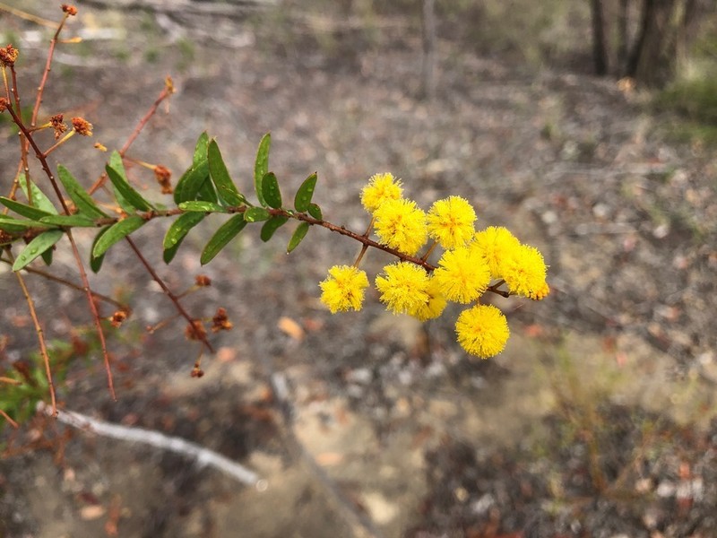 Acacia leichhardtii photo 3