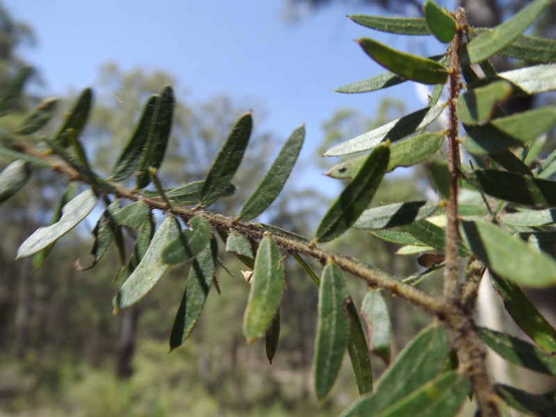Acacia leichhardtii photo 4